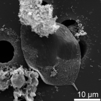 Microfossile à « queue » isolé d’une roche de la formation de Strelley Pool (3,4 Ga ; Australie)