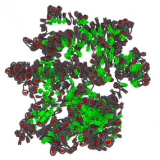 Organisation spatiale des chromosomes