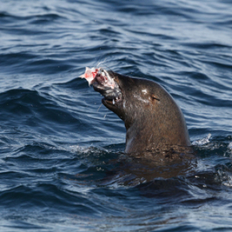 Otarie à fourrure se nourrissant d'un poisson.