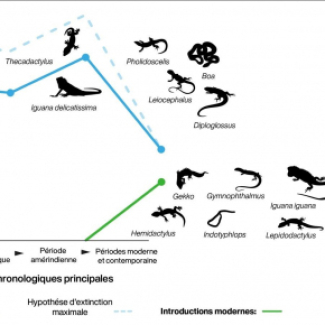 Évolution de la biodiversité des serpents et lézards de l’archipel de Guadeloupe au cours du temps montrant l’extinction des espèces natives et leur remplacement par des taxons nouvellement introduits à la période moderne