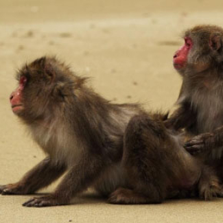 Interactions entre un mâle et une femelle macaque japonais (Macaca fuscata) 