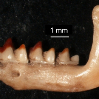 Mandibule de musaraigne du site de Beg ar Loued