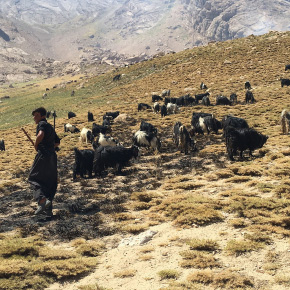 Berger chèvre Zagros 2016