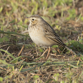 Le Pipit de Richard (Anthus richardi) est un passereau migrateur qui niche dans les steppes d’Asie centrale