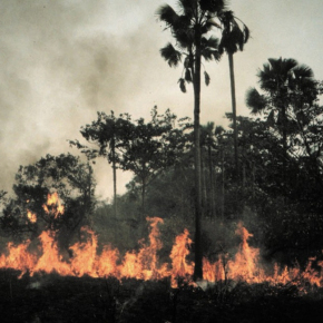 Les feux de brousse annuels constituent un facteur majeur de la dynamique des savanes d'Afrique de l'Ouest