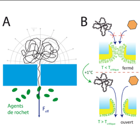 Nano-pompes et nano-filtres sélectifs.