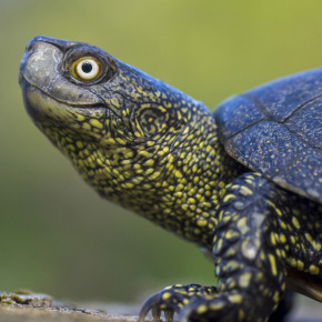 Cistude d’Europe (Emys orbicularis), l’un des espèces de reptiles considérées dans l’étude de Reinke et collaborateurs et présentant un taux de vieillissement négligeable