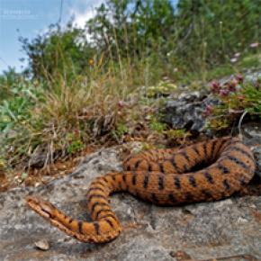 Vipère aspic (Vipera aspis) gestante. Cette espèce est sensible aux contraintes hydriques de son habitat et dépend de la qualité des microclimats