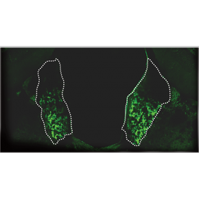 Glycine excitatrice dans le contrôle de l'adaptation émotionnelle