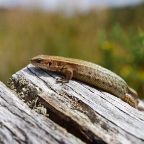 La femelle de lézard vivipare (Zootoca vivipara) est sensible à la déshydratation et la chaleur nocturne pendant la gestation.