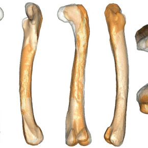 Superposition des deux types de morphologies fémorales observées au sein du troupeau d’ornithomimosaures, représentées en gris (morphotype plus droit et robuste) et en orange (morphotype plus gracile et courbé